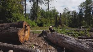 Best Tree Trimming and Pruning  in Arden On The Severn, MD