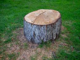 How Our Tree Care Process Works  in  Arden On The Severn, MD