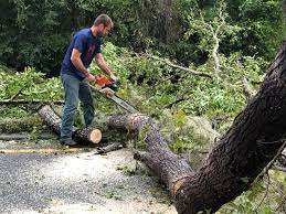 Best Tree and Shrub Care  in Arden On The Severn, MD