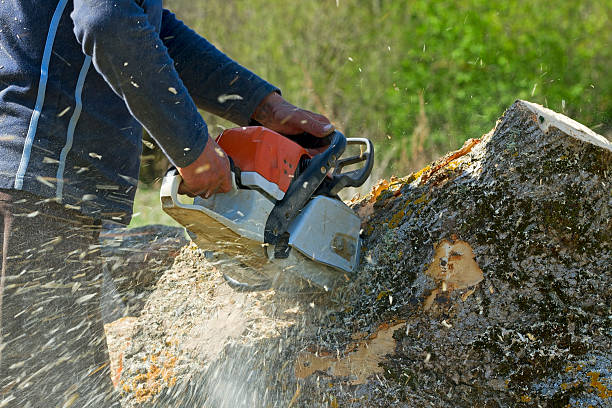 Best Tree Risk Assessment  in Arden On The Severn, MD