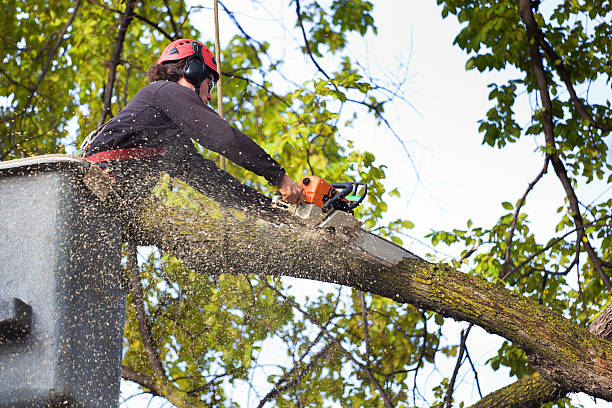 Best Tree Disease Treatment  in Arden On The Severn, MD