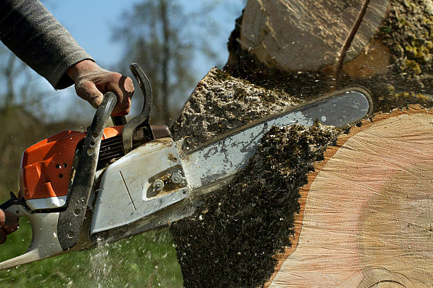 Best Tree and Shrub Care  in Arden On The Severn, MD